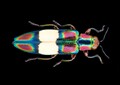 Insekten. Wunderwerke der Evolution