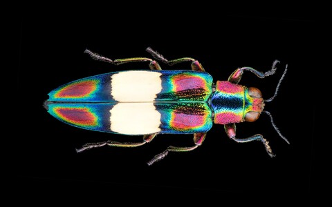 Insekten. Wunderwerke der Evolution