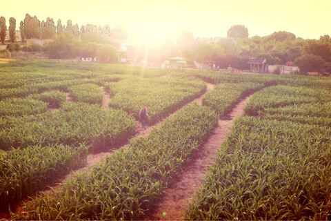 Foto: Maislabyrinth Erfurt